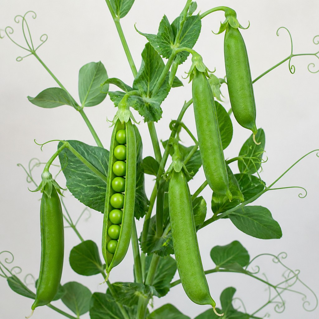 Pea