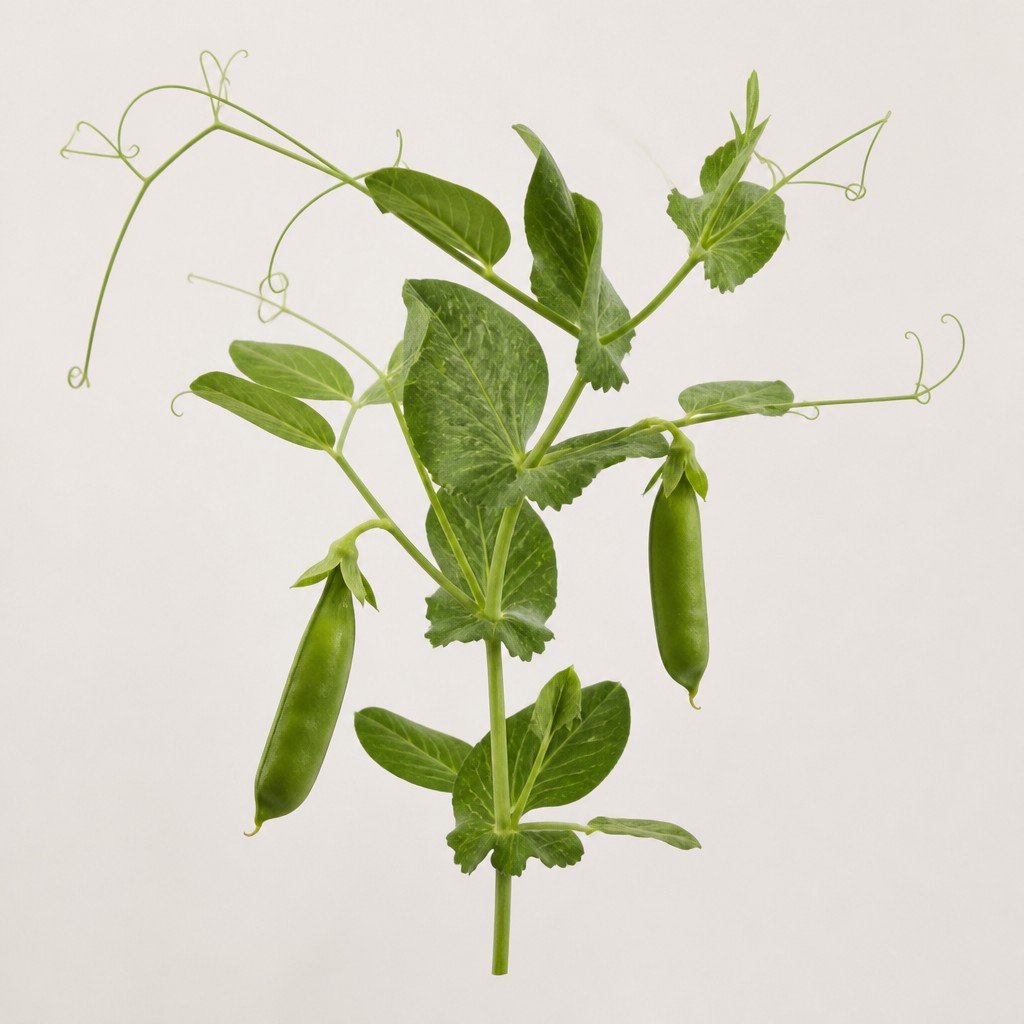 Pea