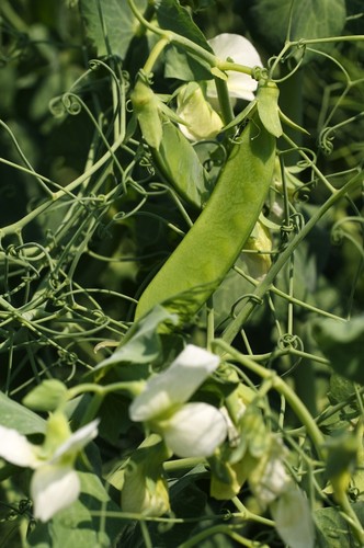 Pea