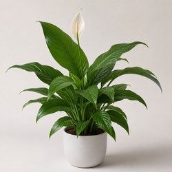 Peace Lily Identification Guide