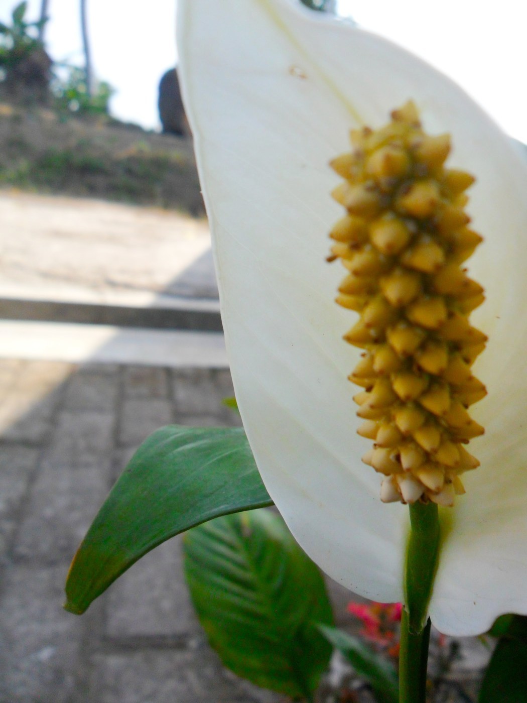 How to Care for Peace Lily