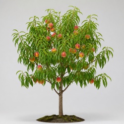 Peach Tree Identification Guide
