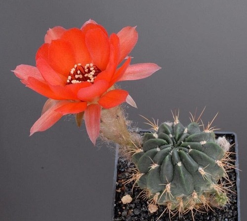Peanut Cactus