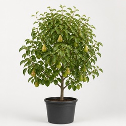 Pear Tree Identification Guide