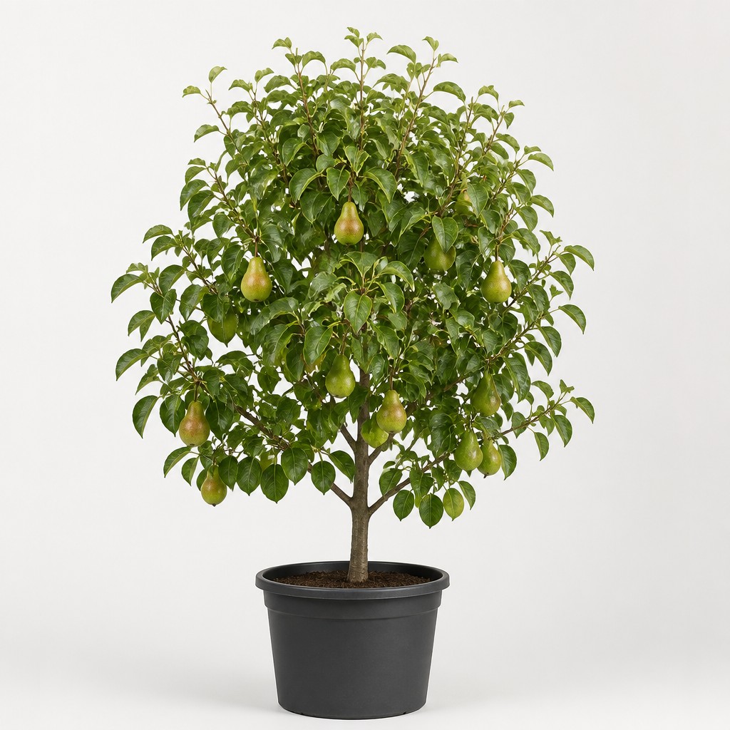 Pear Tree