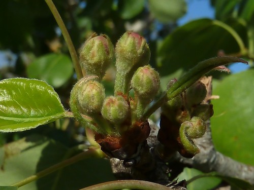 Pear Tree