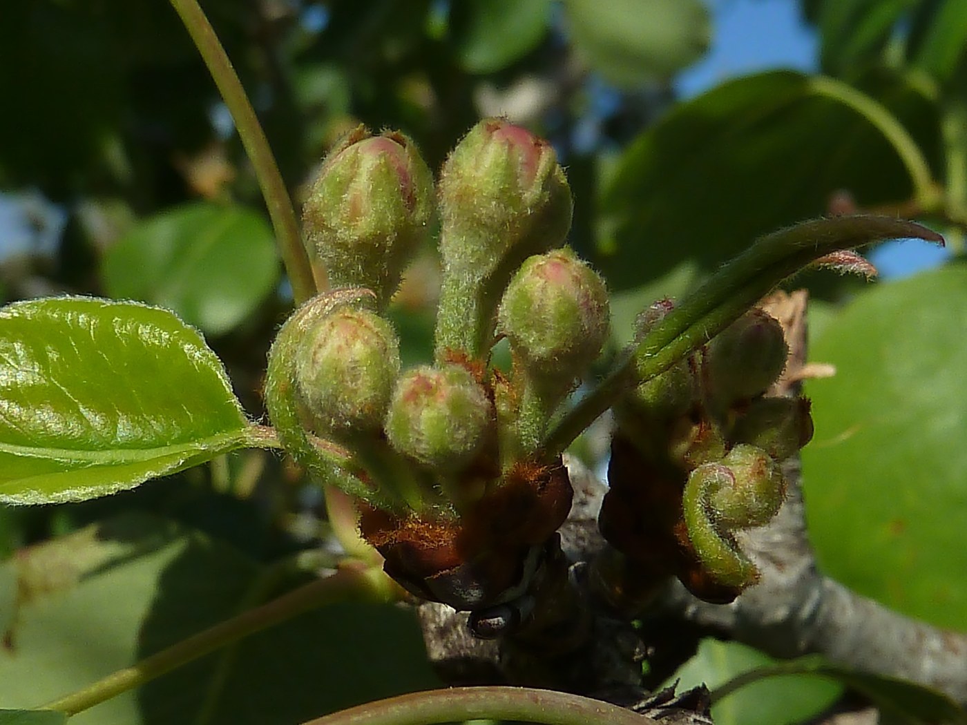 How to Care for Pear Tree