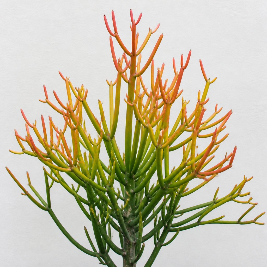 Pencil Cactus