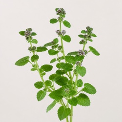 Pennyroyal Identification Guide