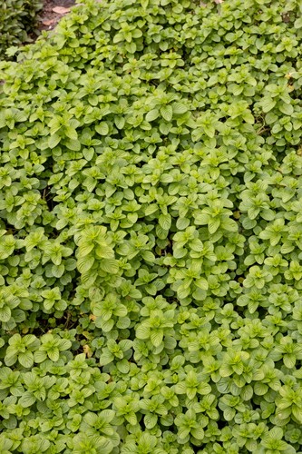 Pennyroyal