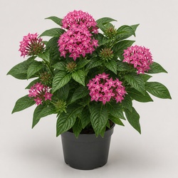 Pentas Identification Guide