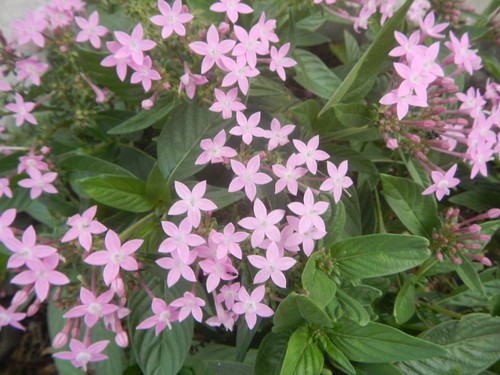 Pentas