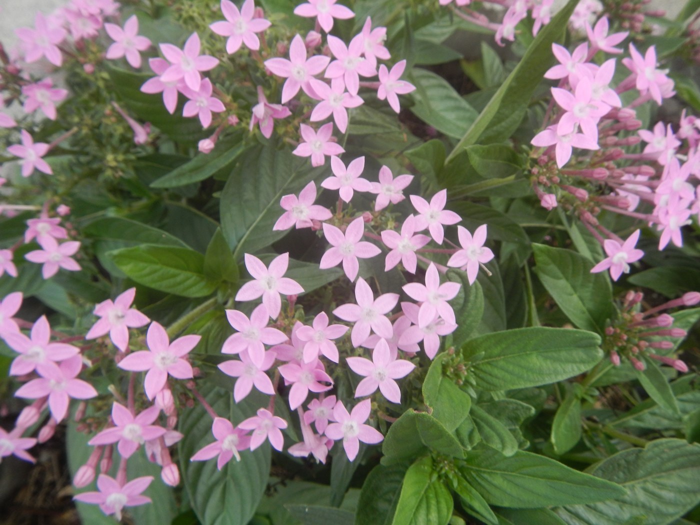 How to Care for Pentas