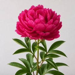 Peony Identification Guide