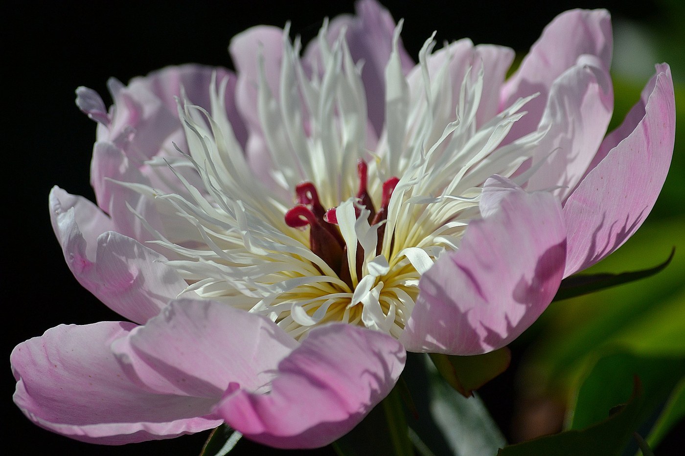 How to Care for Peony