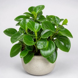 Peperomia Raindrop Identification Guide