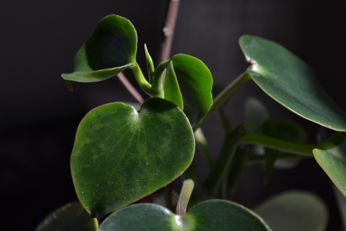 How to Care for Peperomia Raindrop