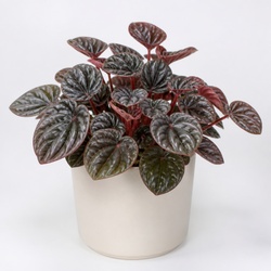 Peperomia Rosso Identification Guide