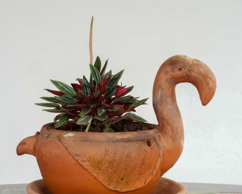 Peperomia Rosso