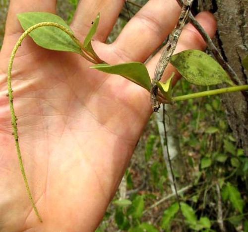 Peperomia