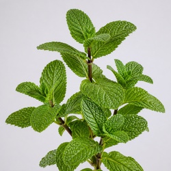 Peppermint Identification Guide