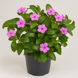 Periwinkle Identification Guide