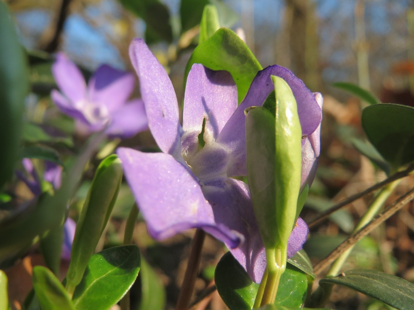 How to Care for Periwinkle