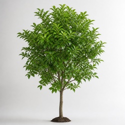 Persian Ironwood Identification Guide