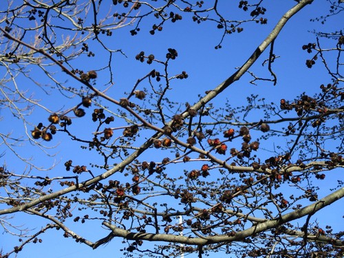 Persian Ironwood