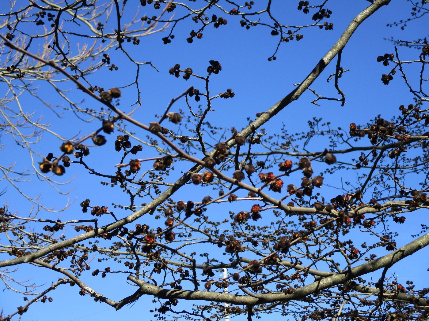How to Care for Persian Ironwood