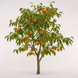 Persimmon Tree Identification Guide