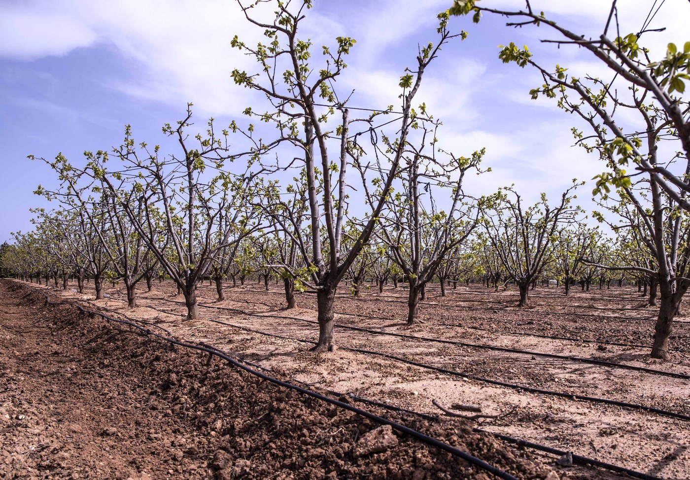 How to Care for Persimmon Tree