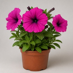 Petunia Identification Guide