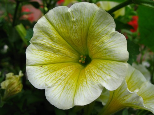 Petunia