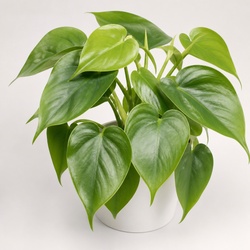 Philodendron Identification Guide