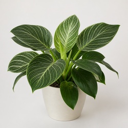 Philodendron Birkin Identification Guide