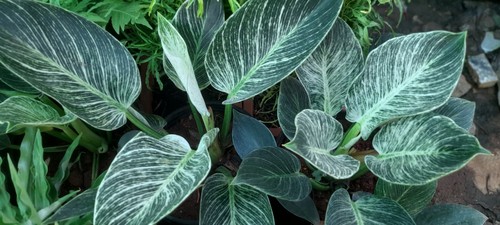 Philodendron Birkin