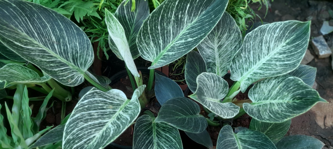 How to Care for Philodendron Birkin