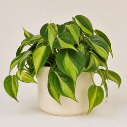 Philodendron Brasil Identification Guide
