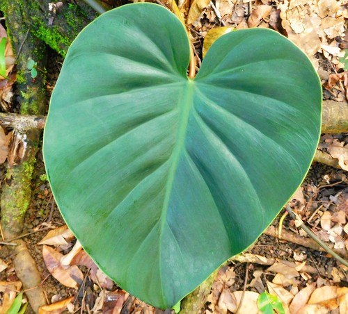 Philodendron Brasil