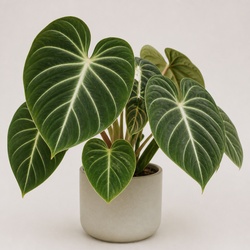 Philodendron Gloriosum Identification Guide