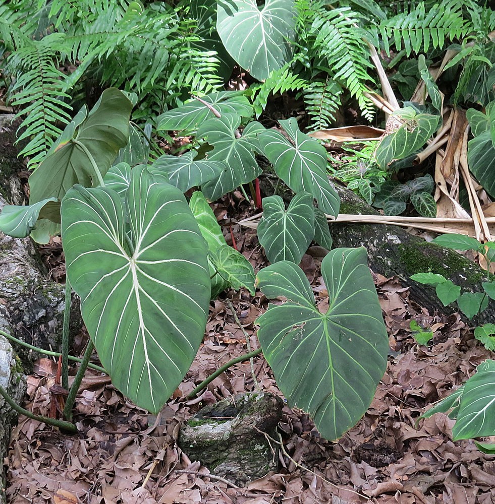 How to Care for Philodendron Gloriosum