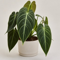 Philodendron Melanochrysum Identification Guide