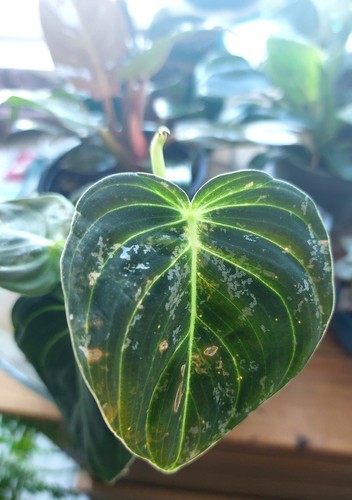 Philodendron Melanochrysum