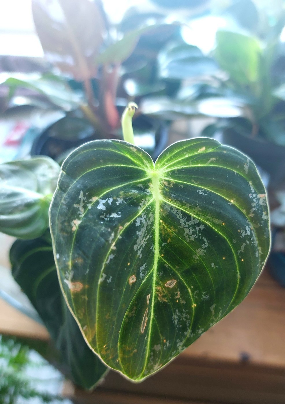 How to Care for Philodendron Melanochrysum