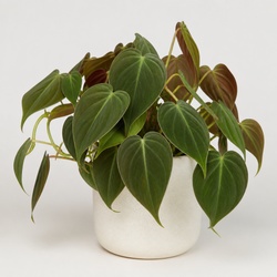 Philodendron Micans Identification Guide