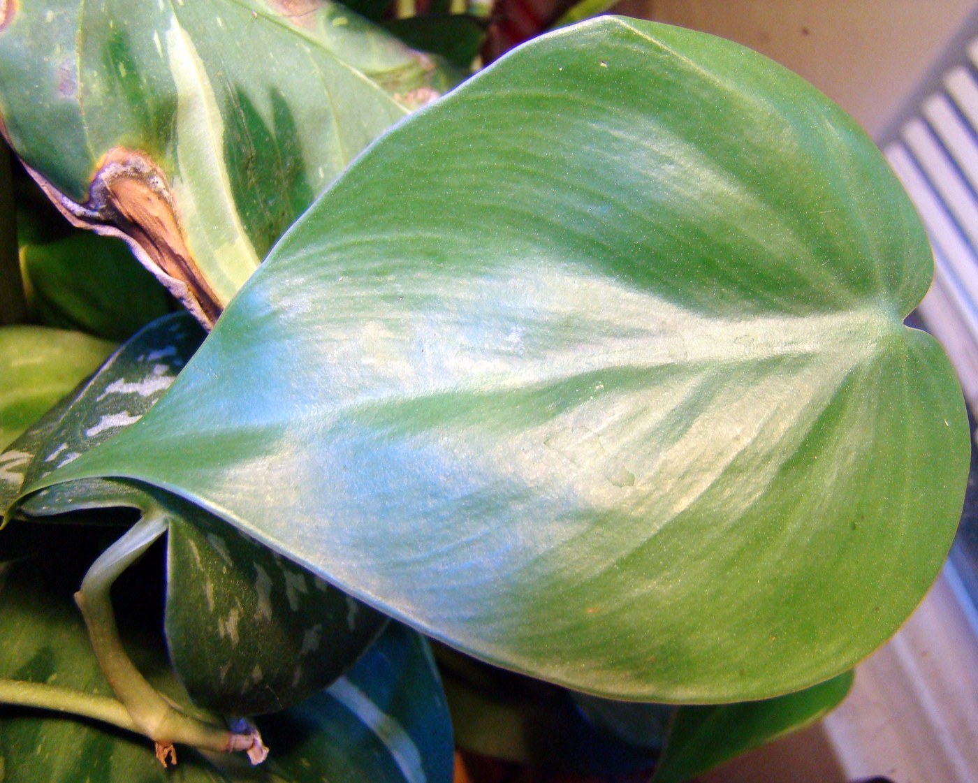 How to Care for Philodendron Micans