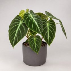 Philodendron Verrucosum Identification Guide