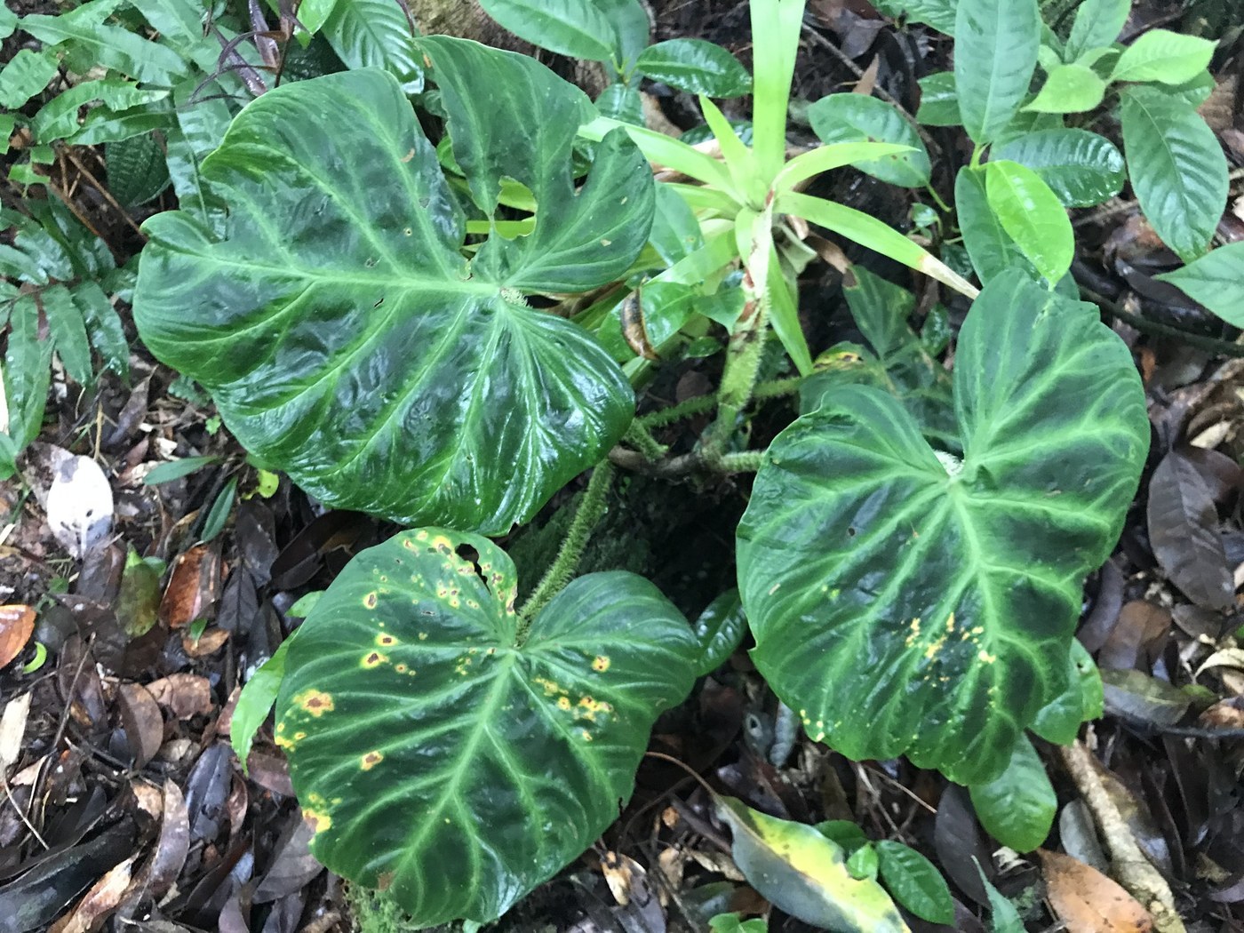 How to Care for Philodendron Verrucosum