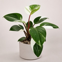 Philodendron White Knight Identification Guide